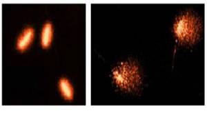 genotox spermatozoïdes gammare (essai Comète)