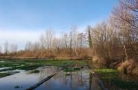 bassins