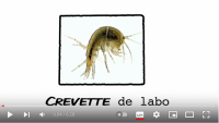 video_crev